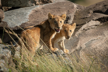 Fototapeta na wymiar Lion cubs stand on rocks watching camera