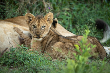 Lion cubs suckle from mother in grass