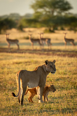 Lioness and cub standing with impala behind
