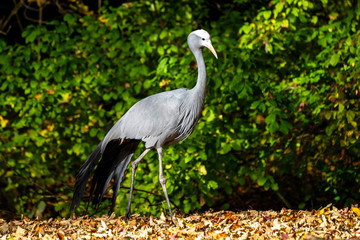 Fototapeta premium The Blue Crane, Grus paradisea, is an endangered bird