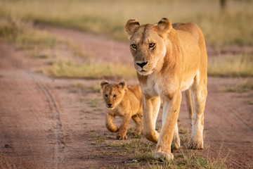 Fototapeta na wymiar Lioness and cub walk along sandy track