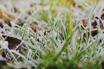 Hoarfrost on the grass. Frost Dew in the winter. Early morning. Winter. Cold. Snow. Frozen