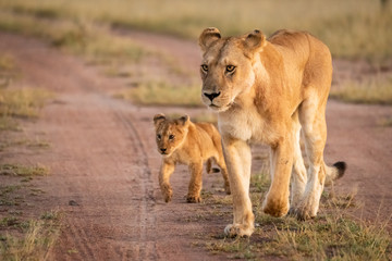 Lioness and cub walk down sandy track