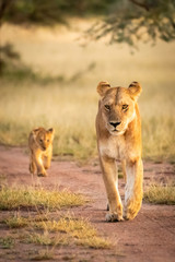 Lioness and cub walking on sandy track