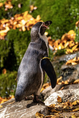 Humboldt Penguin, Spheniscus humboldti in the zoo