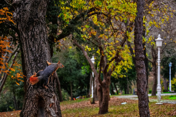 Red squirrel on a wood. Sciurus vulgaris.