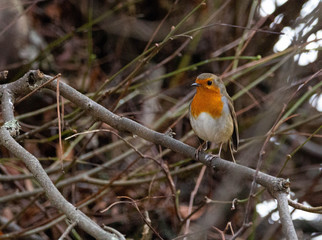 Fototapeta premium robin on branch