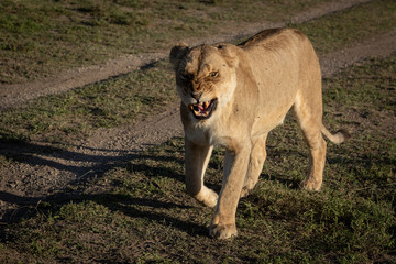 Obraz na płótnie Canvas Lioness bares teeth while walking past track