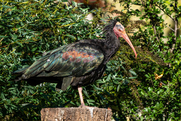 Naklejka premium Northern Bald ibis, Geronticus eremita in the zoo