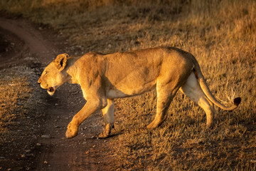 Lioness crosses dirt track with raised paw