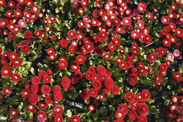red flowers on field