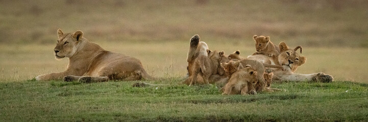 Lioness lies beside another mobbed by cubs
