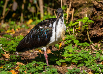 Straw-necked Ibis, Threskiornis spinicollis in the zoo