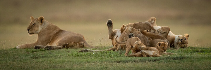 Lioness lies beside sister mobbed by cubs - obrazy, fototapety, plakaty