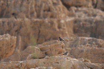 Blackstart sitting on a rock near Al Karak fortress in Jordan. Gray bird © TRINGA