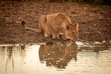 Lioness lies drinking from pond with reflection