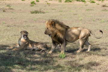 Lioness lies growling at male after mating