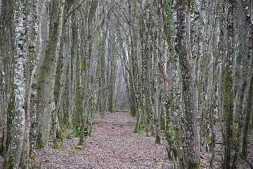 Winter lake wetland forest path