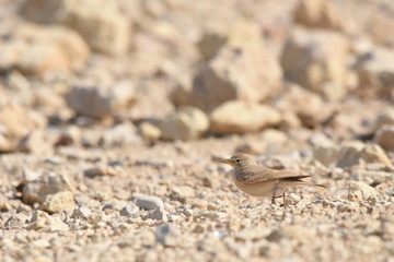 Desert lark perched on a rock near Al Karak fortress in Jordan. Feeding on sand. © TRINGA