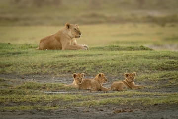 Fototapeta na wymiar Lioness lies guarding three cubs on savannah