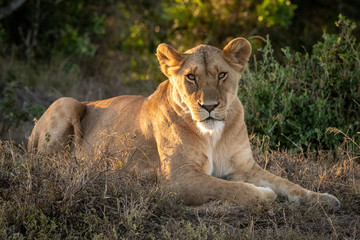 Lioness lies in dappled sunshine eyeing camera