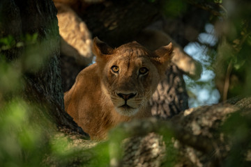 Fototapeta na wymiar Lioness lies in tree looking through leaves