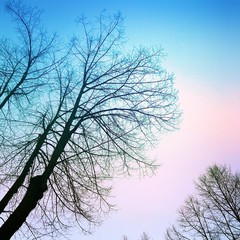 Winter background. Branches of winter trees on a background of frosty sky