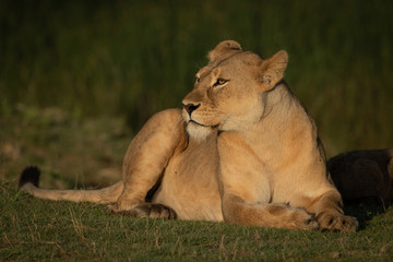 Fototapeta na wymiar Lioness lies on grass turning head left