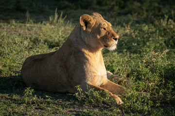 Lioness lies on grass with head up