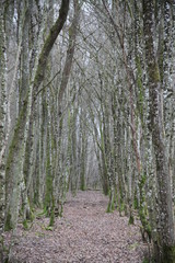 Winter lake wetland forest path