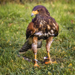 Young Harris's hawk on a lawn