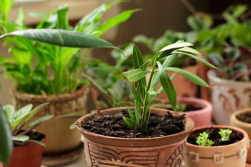 Young oleander  and others potted plants on a table. Selective focus.