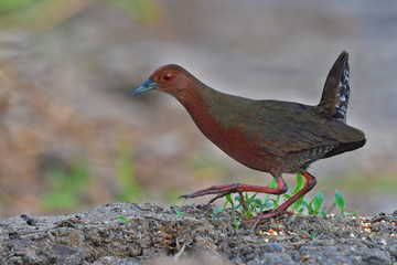 Ruddy-breasted Crake Bird