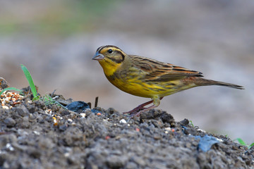 Yellow-breasted Bunting Bird