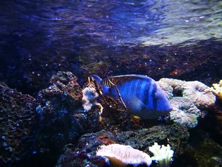 Blauer fisch
