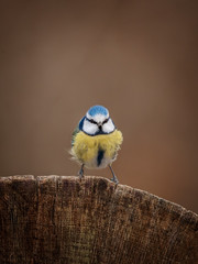 Blue tit giving color to a colorless day