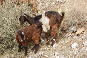 Goats and sheep grazing under the ruins of Al Karak Castle in Jordan. A large herd eating grass.