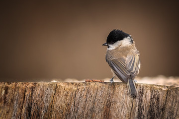 Marsh tit waiting at the table © Magnus