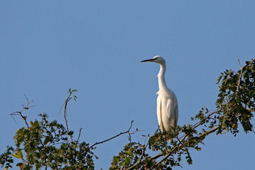 Egret in tree
