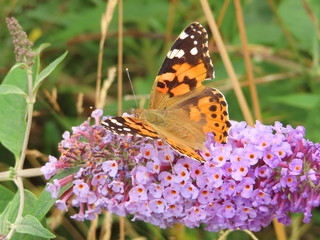 Butterfly on purple flower