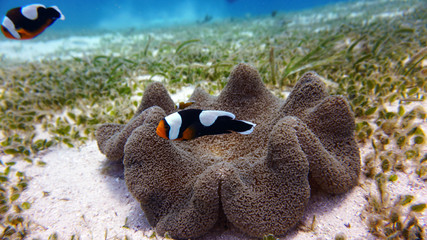 black and white clown fish on a coral reef