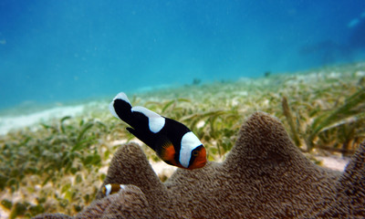 black and white clown fish on a coral reef