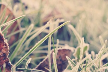 Hoarfrost on the grass. Frost Dew in the winter. Early morning. Winter. Cold. Snow. Frozen