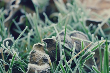 Hoarfrost on the grass. Frost Dew in the winter. Early morning. Winter. Cold. Snow. Frozen