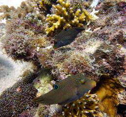 fish of unusual shapes and colors on a coral reef