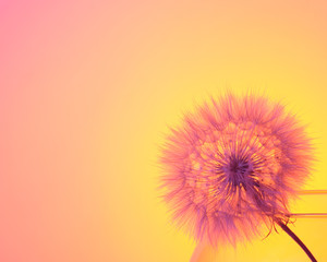 pink dandelion in a glass on a sunset background