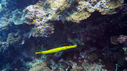fish flute is almost visible on corals and does not determine where the head and where the tail