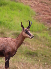 Portrait of a chamois