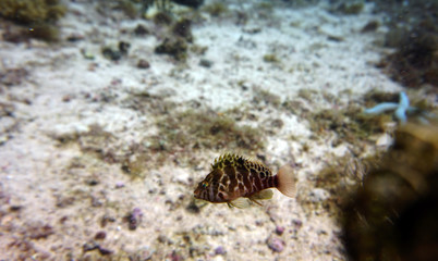 fish of unusual shapes and colors on a coral reef