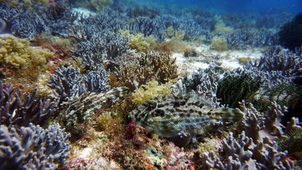 fish of unusual shapes and colors on a coral reef